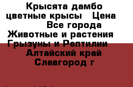 Крысята дамбо цветные крысы › Цена ­ 250 - Все города Животные и растения » Грызуны и Рептилии   . Алтайский край,Славгород г.